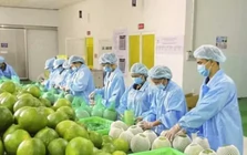 Bộ Nông nghiệp khuyến cáo 'nóng' khi Úc dừng nhập bưởi Việt Nam