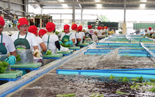 Sau sầu riêng, đến lượt một loại quả quen thuộc của Việt Nam đang lên cơn sốt: Sản xuất 2,3 triệu tấn nhưng không đủ để xuất khẩu, Trung Quốc thu mua toàn bộ