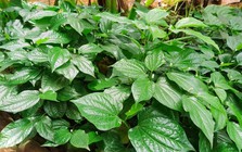 Việt Nam có 3 loại cây hỗ trợ giảm đau nhức xương khớp, mọc um tùm quanh nhà không cần chăm sóc nhiều