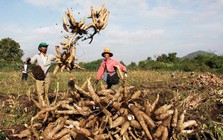 Campuchia hái ra tiền với loại 'vàng trắng' Việt Nam xuất khẩu top 3 thế giới: 8 tháng thu gần 500 triệu USD