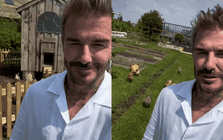 Đàn gà của David Beckham