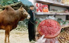 Việt Nam nghiên cứu giống bò cao cấp theo cách Nhật làm với Wagyu, có phần thịt giá hơn 1,2 triệu đồng/kg