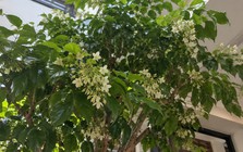 5 cây nở hoa trong nhà báo hiệu phong thủy rất tốt