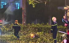 TPHCM: Nhánh cây lớn rơi trúng xe máy, hai vợ chồng thương vong