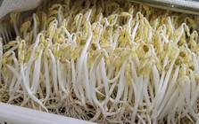 Lời khuyên đến tất cả các gia đình đang trồng giá đỗ