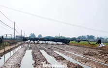 Thủ phủ hoa Hà Nội mất trắng