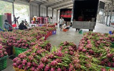 Thanh long rớt giá thảm, khi thị trường lớn không còn ‘gánh’ nguồn cung