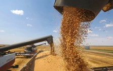 Đột phá mới nhất của Nga có thể tăng tốc lĩnh vực xuất khẩu số 1 thế giới của "xứ Bạch Dương"