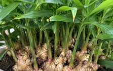 4 lý do nên trồng gừng trong nhà