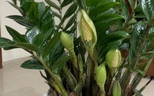 4 lời khuyên khi trồng cây kim tiền