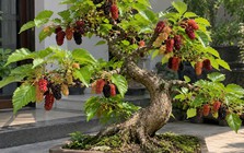 Vì sao người xưa kiêng cây dâu tằm, nhưng ngày nay nhiều người lại đưa vào nhà làm bonsai?