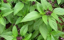 5 lý do nên trồng cây húng quế trong nhà