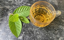 Lời khuyên dành cho tất cả những người uống nước lá ổi