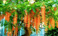 4 lý do nên trồng cây lộc vừng