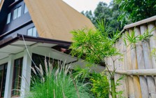 10 loại cây chớ nên trồng sát cửa nhà