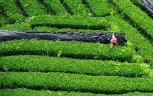 12.000 tấn matcha được cung ứng ra thị trường không phải tới từ Nhật Bản
