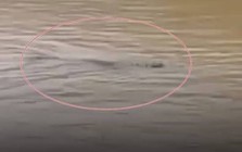 4 con cá sấu xổng chuồng trong lũ lụt thảm hoạ ở Thái Lan, người dân lo lắng trèo lên cây vì sợ hãi