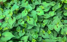 4 lời khuyên đến các gia đình đang trồng rau diếp cá