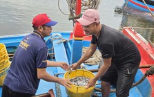 Trúng đậm cá cơm trái vụ, ngư dân Quảng Ngãi 'bỏ túi' bạc triệu mỗi ngày