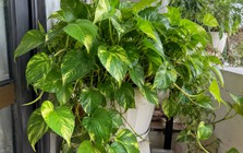Cách trồng và chăm sóc cây trầu bà
