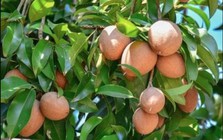 5 lời khuyên cho các gia đình đang trồng cây hồng xiêm
