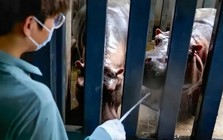 Lời thú nhận của một thạc sĩ 28 tuổi làm nhân viên chăm sóc hà mã, phải dọn 250kg rác thải mỗi ngày