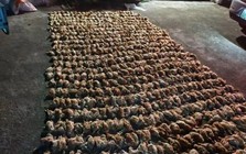 Trung Quốc: Bóng đen bí ẩn lao xuống trang trại lúc nửa đêm khiến hơn 1.400 con gà chết