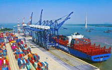 Hàng chục nghìn tấn hàng của Việt Nam được quốc gia láng giềng đổ tiền mua: 1/3 thế giới ưa chuộng, nước ta có diện tích trồng hơn 900.000ha