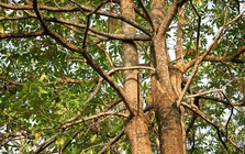 Hầu hết chúng ta không biết điều quý giá này của cây hoa sữa