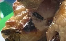 Tạm đóng cửa một quầy bán đồ ăn chợ Bến Thành vì có côn trùng bò trong thực phẩm