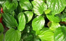 4 lời khuyên dành cho những gia đình đang trồng cây lá lốt