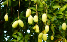 Không phải thanh long hay sầu riêng, Campuchia quyết làm giàu từ loại quả Việt Nam cũng đang trồng nhiều: Diện tích trồng tăng 2.660%, sản lượng 2,2 triệu tấn mỗi năm