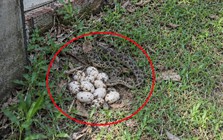 Thấy trứng rắn ở vườn nhà nên làm gì đầu tiên?