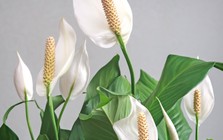 Muốn cây lan ý nở hoa liên tục? Mỗi tuần chỉ cần làm 1 việc trong 10 phút