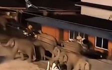 50 con voi đột kích một ngôi làng giữa đêm