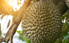 Loại sầu riêng đặc biệt đang được bán gần 1 triệu đồng/quả