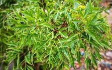 Lời khuyên đến tất cả các gia đình đang trồng cây đinh lăng