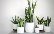 5 loại cây văn phòng giúp mắt đỡ mỏi khi nhìn màn hình máy tính