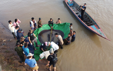 Bắt được "quái ngư" 300kg ở sông Mekong: Lập kỷ lục thế giới, hàng động sau đó khiến người người kinh ngạc