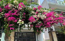 4 lời khuyên đến các gia đình đang trồng cây hoa giấy