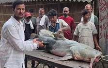 Phát hiện loạt cá lạ có con nặng tới 45kg sau lũ Nepal, người ăn vào bị ốm: Chính quyền lập tức cảnh báo