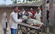 Cá lạ xuất hiện sau lũ lụt, Nepal - Ấn Độ cảnh báo người dân