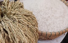 Giá xuất khẩu gạo tăng, nhưng đối thủ của Việt Nam, Thái Lan vẫn chưa thể vui mừng vì một lý do