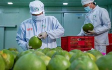 Bức tranh nhiều điểm sáng của xuất khẩu nông sản