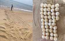 Phát hiện dấu vết dài 2,1 mét và 44 quả trứng lạ trên bãi biển: Cơ quan chức năng báo tin mừng sau đó