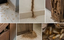 Phát hiện tổ mối trong nhà nên làm gì đầu tiên?