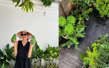 Vườn nhà Tăng Thanh Hà