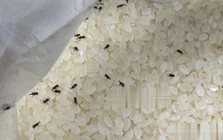 Thấy mọt trong thùng gạo nên làm gì đầu tiên?
