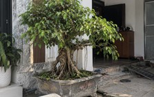 4 lời khuyên đến tất cả các gia đình đang trồng cây si