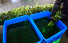 Thủ đoạn nhuộm xanh rau tươi bằng hóa chất gây xôn xao ở Trung Quốc
